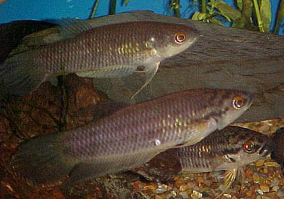 Betta tomi